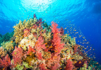 Fototapeta na wymiar Coral Reef 1: