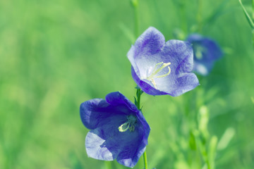 blue flowers bells