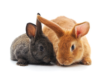 Two little rabbits.