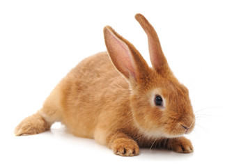 One brown rabbit.