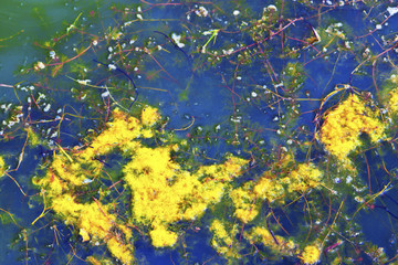 Pond life algae in closeup