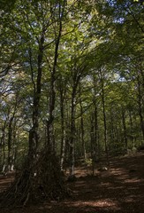 Sous-bois à la source du Brameloup, Prades-d'Aubrac, Aveyron, France