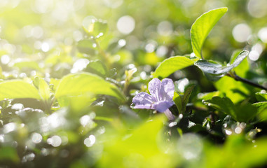 Obraz premium Purple flower and green leaves on blurred background, Bokeh nature background.