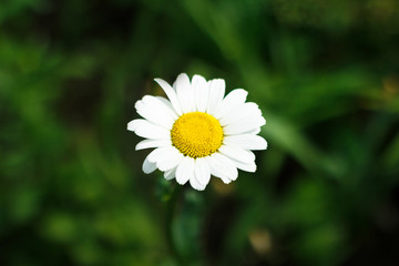 Obraz premium One close-up chamomile flower against a background of green blurred grass
