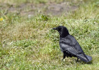closeup of a American Crow in a grass area, facing away from the camera