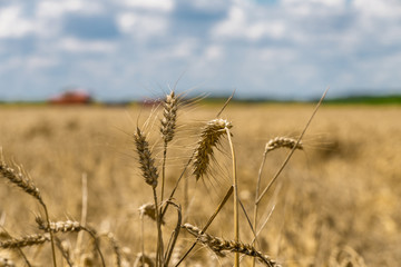 Fototapeta premium gold fields of wheat ready for harvest