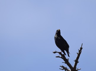 European Starling sitting on top of a tree branch, blue sky  in the background, facing the camera