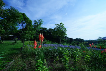 観音崎公園の花