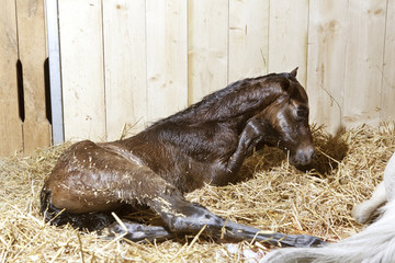 foal was born