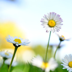 Gänseblümchen