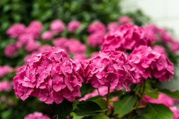 Hortensie in volle Blüte