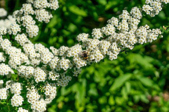 The twig of blossoming spiraea cinerea Grefscheim