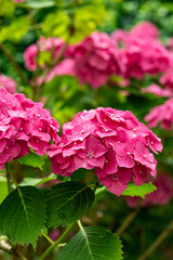 Hortensie in volle Blüte