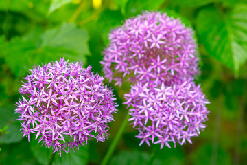 blooming Allium giganteum against the background of green leaves