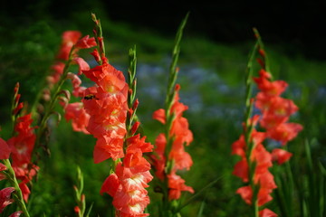 観音崎公園の花