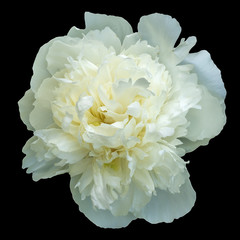 isolated white paeonia flower on te black background © Oleg1824f