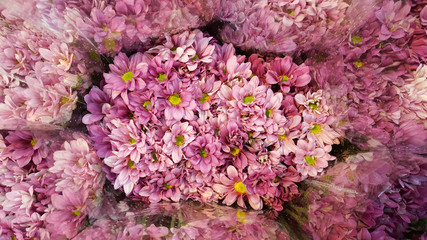 Pink Chrysanthemum flowers