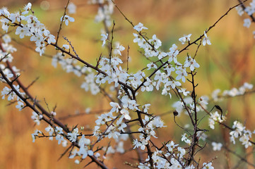 Cherry flowers on spring background