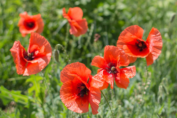 Red poppy on a background of green grass