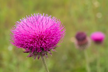 Violet flower with green background
