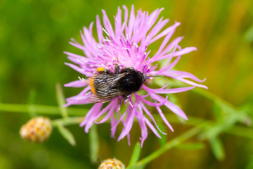 Violet flower with green background