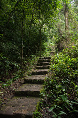 Obraz premium straits in the forest