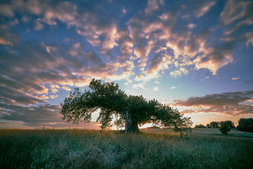 Sunset with magic tree