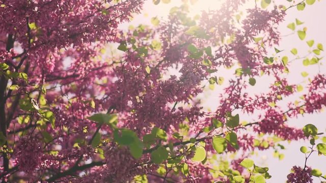 Slow motion texture of blossoming pink flowers of fruit tree. Light wind blows branches and flower petals fall and fly in the air against the backdrop of the setting sun in the spring
