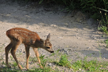 A young fawn in a meadow © E-lona