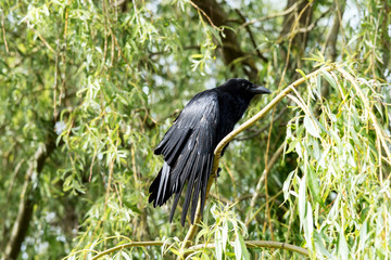Crow, Corvus corone, showing wing feathers