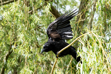 Crow, Corvus corone, stretching wings