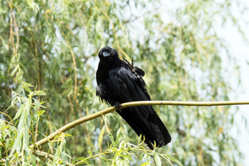 Crow, Corvus corone, waving a claw
