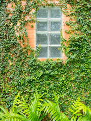 Green leaf growth cover brick wall as background