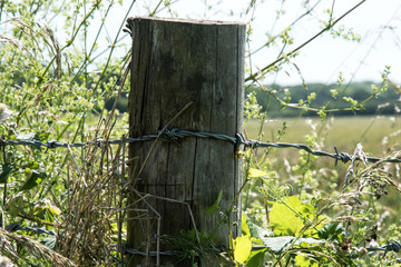 Wooden post and barbed wire