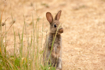 Wild baby rabbit