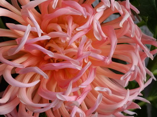 Wundersch&ouml;n, macro pink dahlie, hintergrund