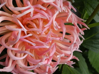 Sommer garten, macro blume, pink dahlie, wundersch&ouml;n