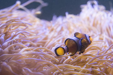 Clown Fish (Amphiprion ocellaris) swimming in sea anemones in aquarium