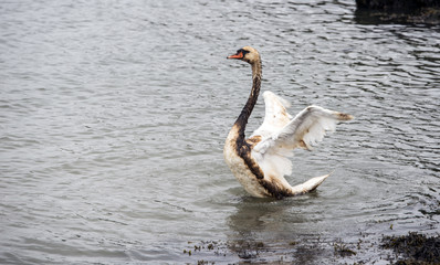 a swan with oil smeared wings
