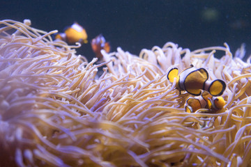 Clown Fish (Amphiprion ocellaris) swimming in sea anemones in aquarium