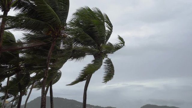 Strong wind bends the coconut tree at the sea coast