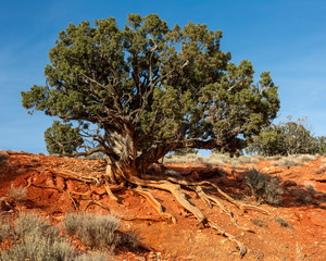 Utah Juniper root erosion