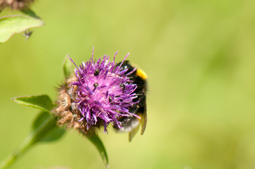 Bee and butterfly on wildflowers