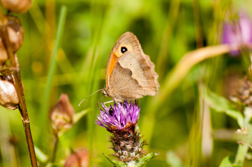 Fototapeta premium Bee and butterfly on wildflowers