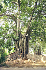 Old ancient big tree with thick roots