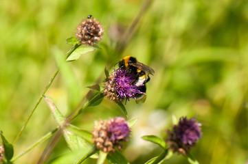 Bee and butterfly on wildflowers