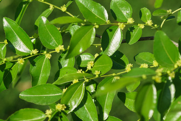Green background of flowering branches of jujube (jujube real, Chinese date, capiinit, jojoba, lat. In the process jujuba)
