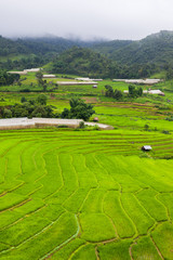 Fototapeta na wymiar Green of rice terrace located on hill of mountain view located at Vietnam 
