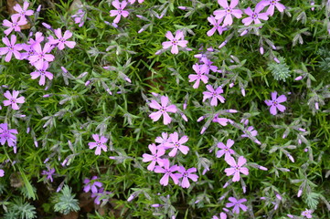 Phlox subulata - dense cluster of pink flowers