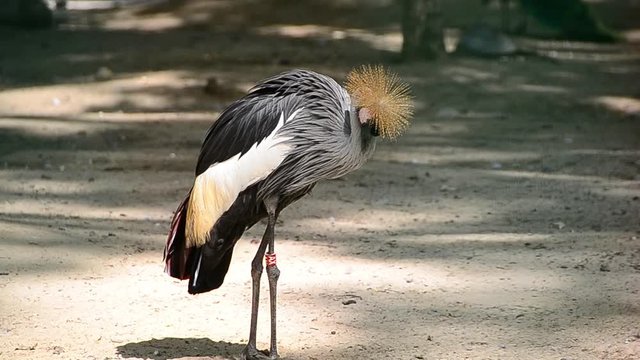 Balearica pavonina, Black crowned crane, crane